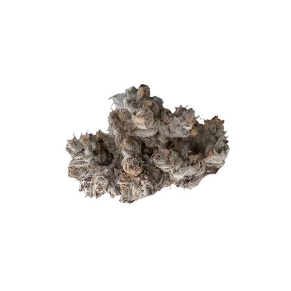 Space Junkie Flower (Sativa) - 36% THCa